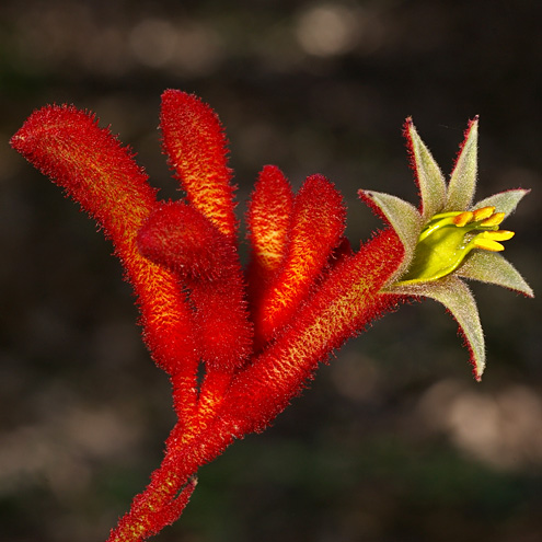 Anigozanthos Display