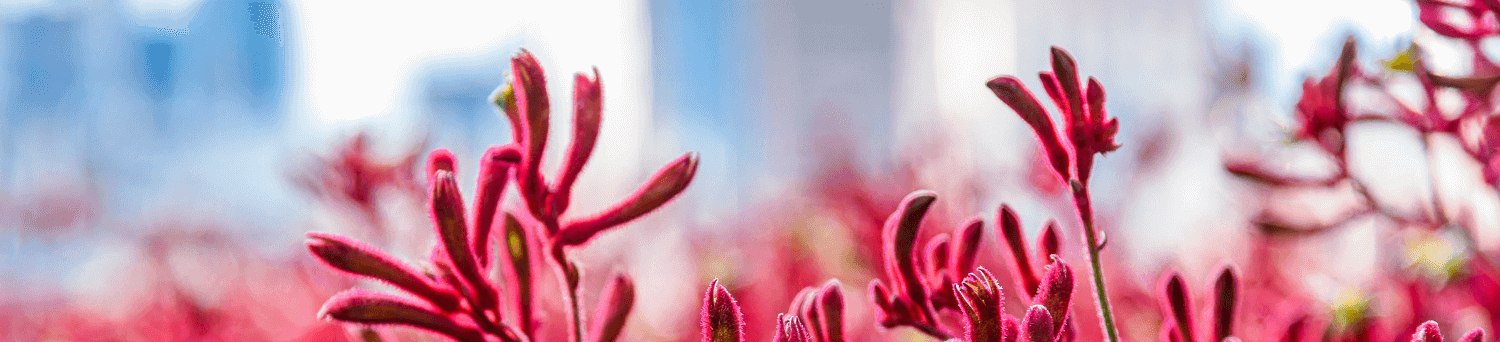 Kangaroo Paw Flower